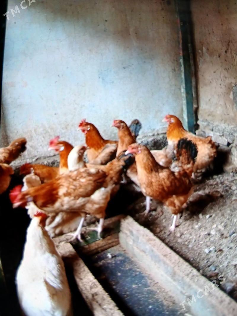 towuk - Aşgabat - img 1