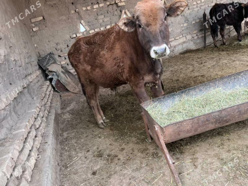 gole - Sakarçäge - img 1