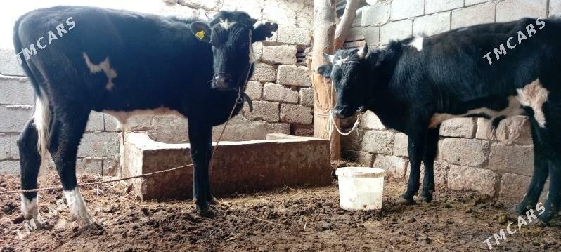 öküz göle - Aşgabat - img 1