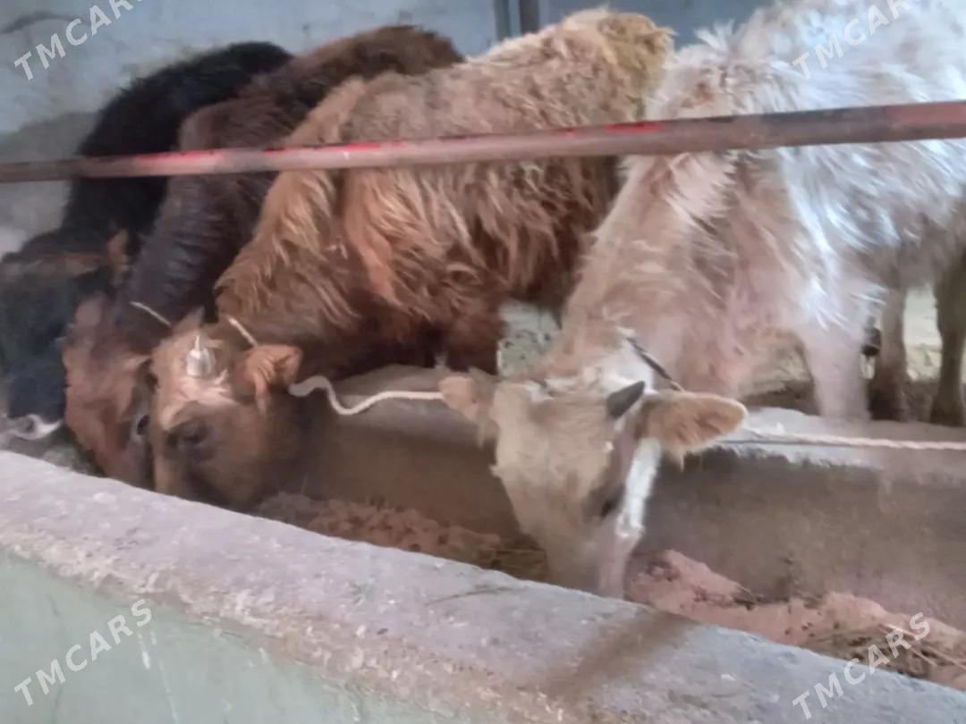 arzan.4.mal. - Бузмеин - img 1