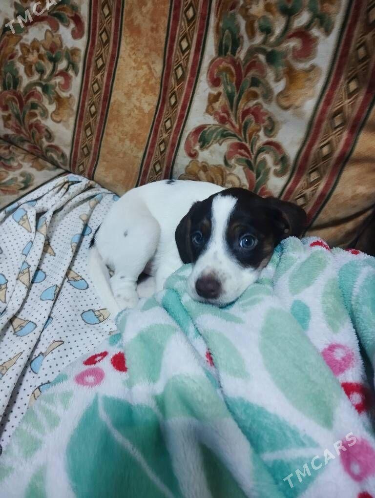 в добрые руки - 1 mkr - img 1