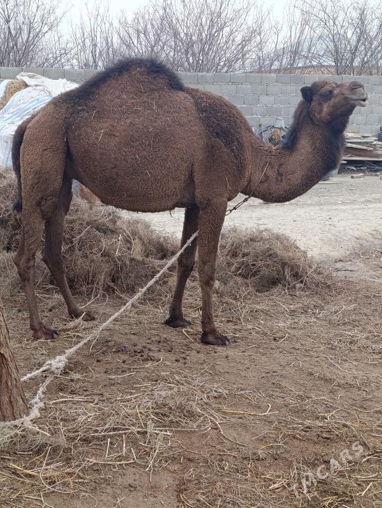 bakylan düýe - Бахарден - img 1