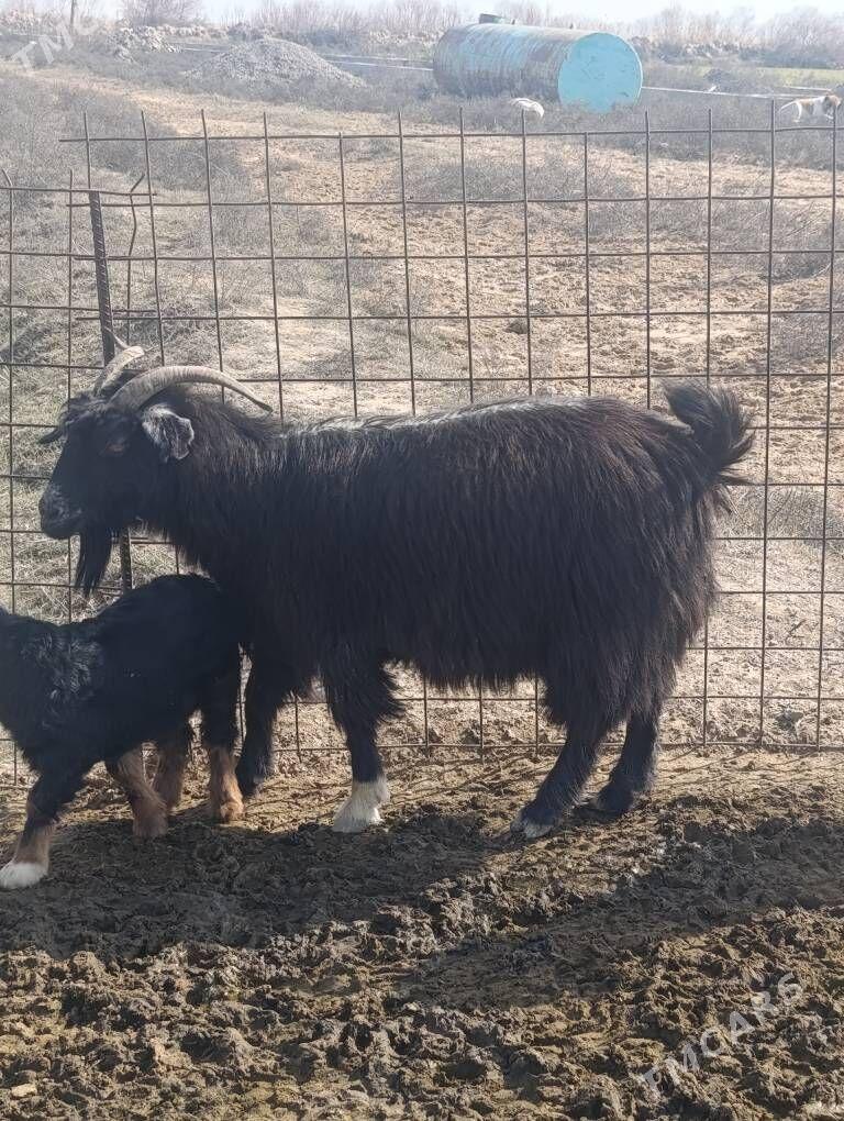 Geci owlkly - Gökdepe - img 1