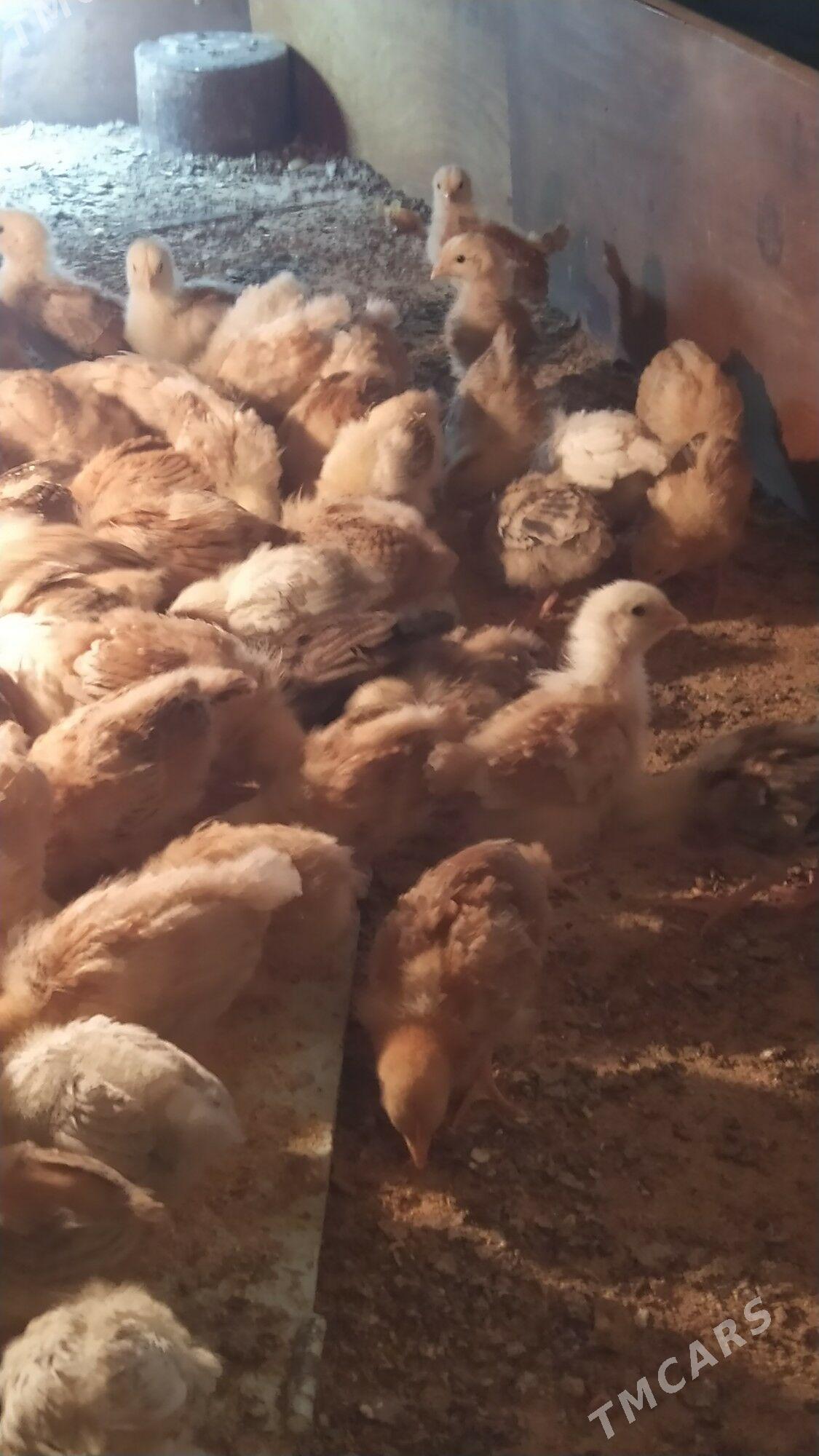 jüje - Гызыларбат - img 1