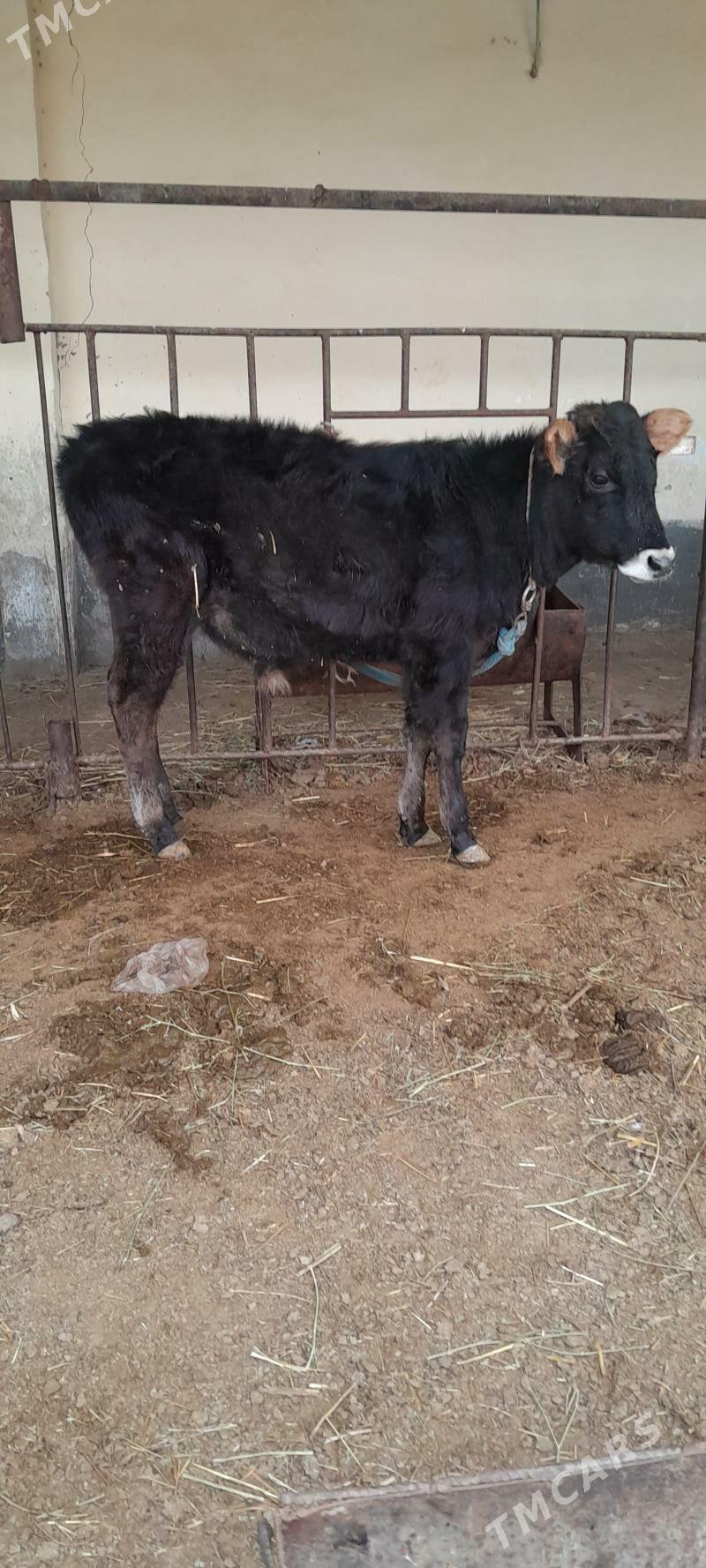 şwes öküz - Бахарден - img 1