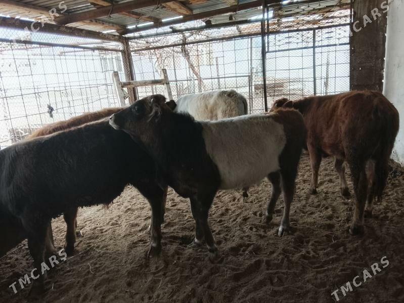 okuz - Balkanabat - img 1