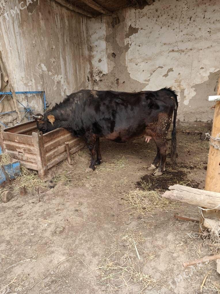 yetik sivet - Türkmenabat - img 1