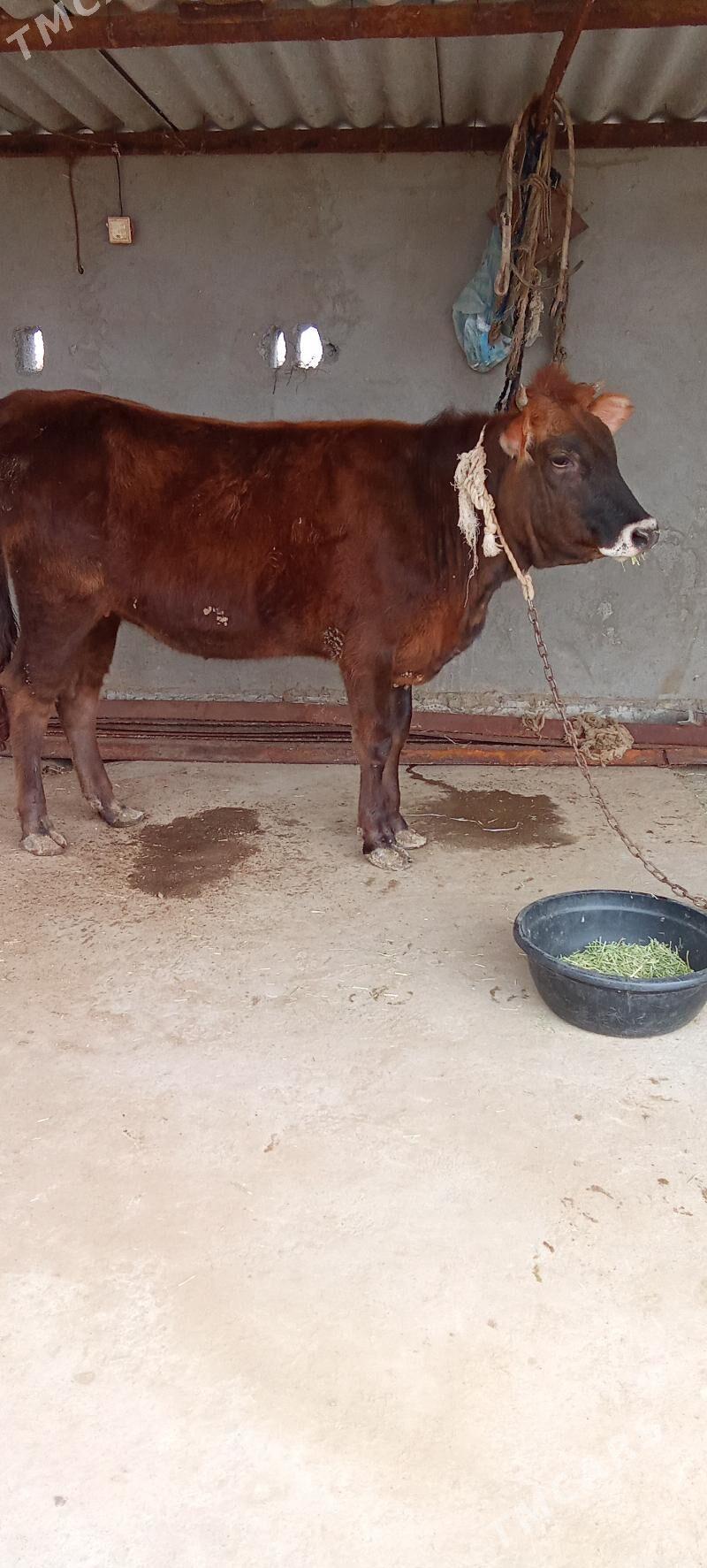 tüwe - Babadaýhan - img 1