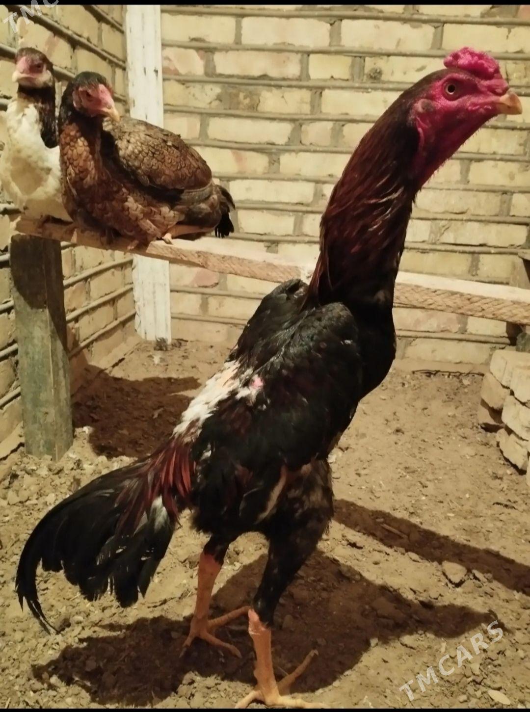 baysow horaz - Mary - img 1