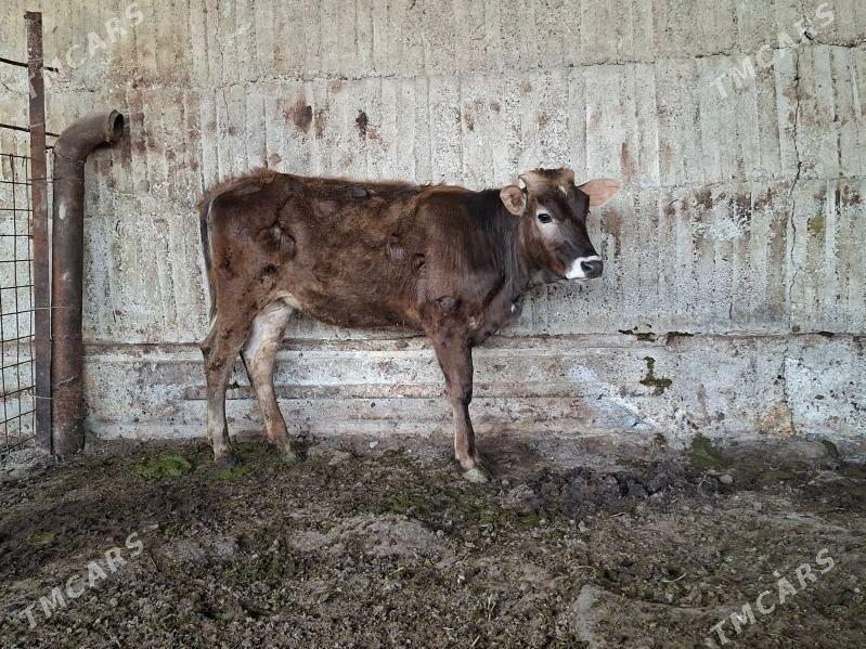 tuwe - Gökdepe - img 1