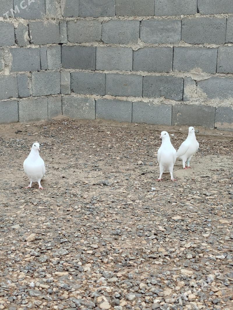 ak sapoklar - Гызыларбат - img 1