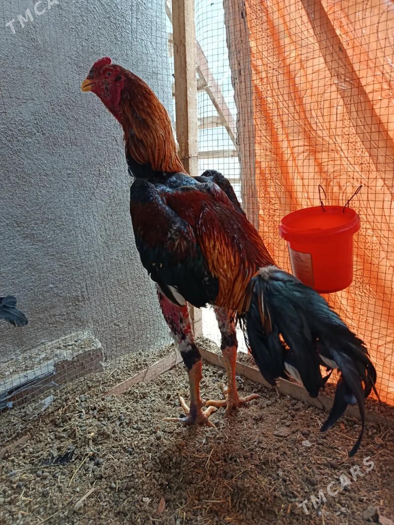 Özbek - Чарджоу - img 1