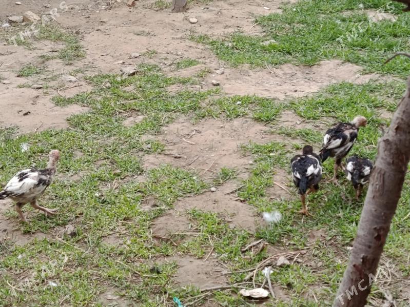 Juje - Чарджоу - img 1