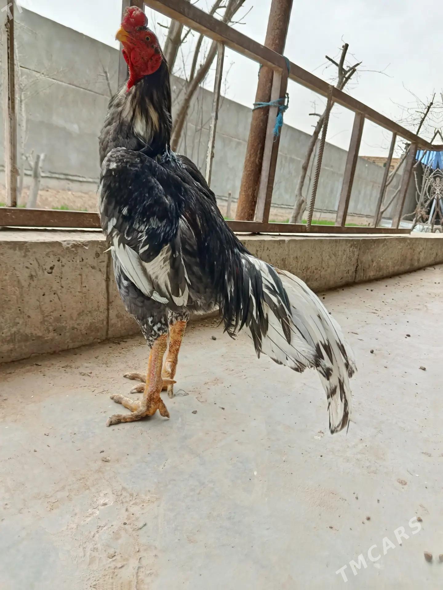 ŞAMO - Чарджоу - img 1