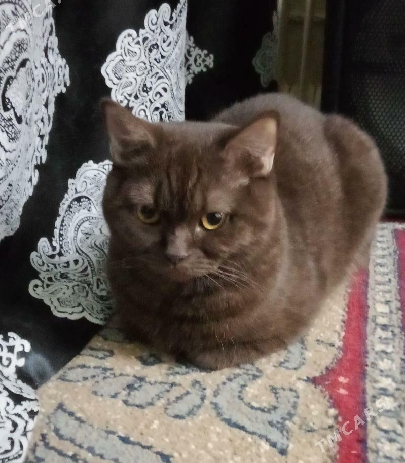 SATLANKA - Дашогуз - img 1