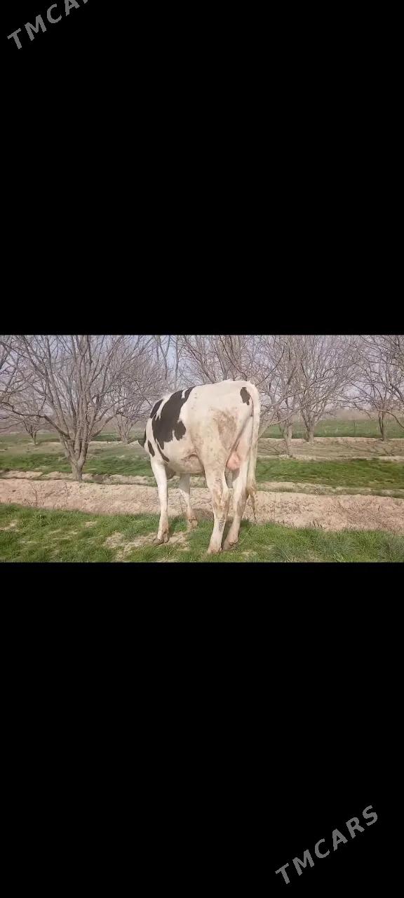 Okuz golisteyin 100% - Baýramaly - img 1