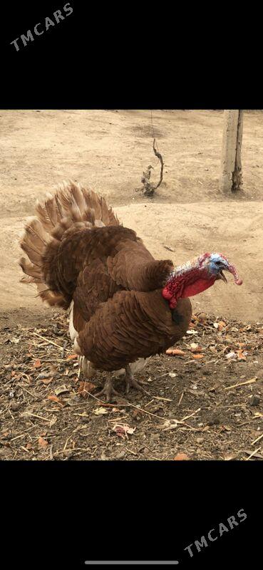 Owgan Induk juje towuk - Herrikgala - img 1