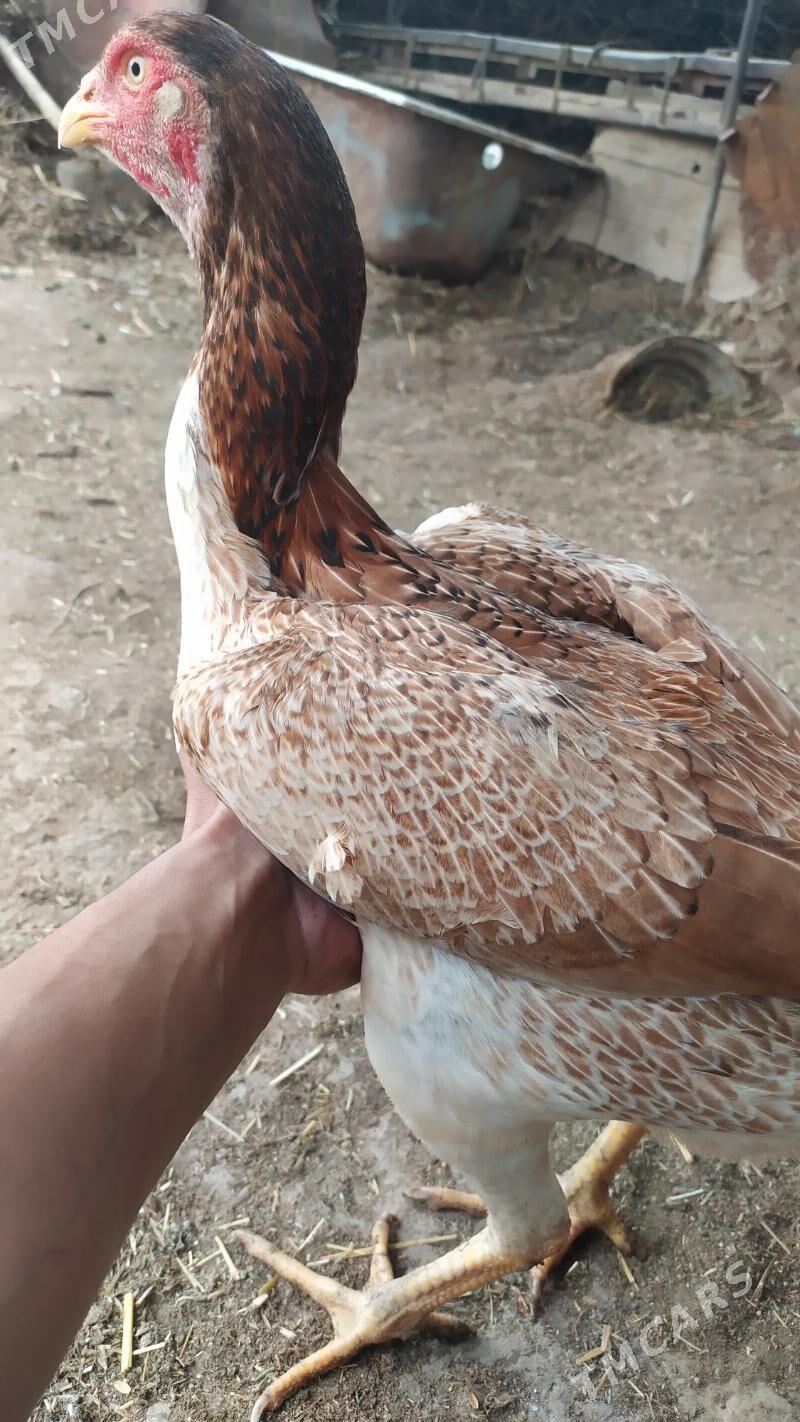 Азил товук - Çärjew - img 1