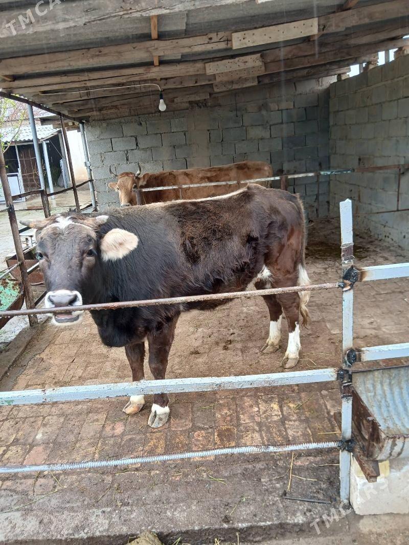 Ýaş sygyr - Büzmeýin - img 1