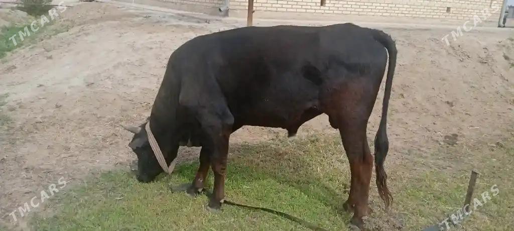 öküz - Мары - img 1