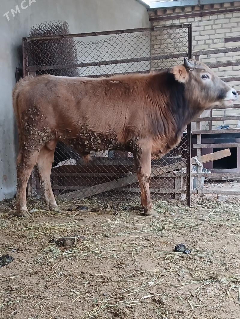 Ÿerli Ökuz - Bäherden - img 1