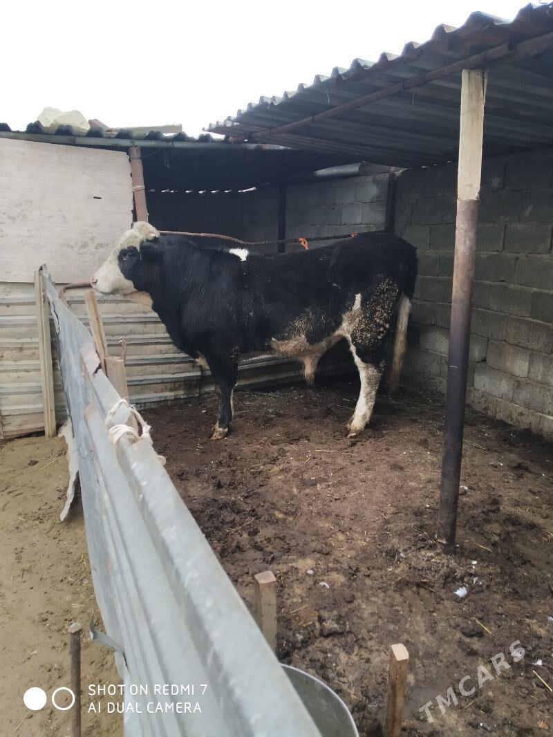 öküz - Türkmenbaşy - img 1