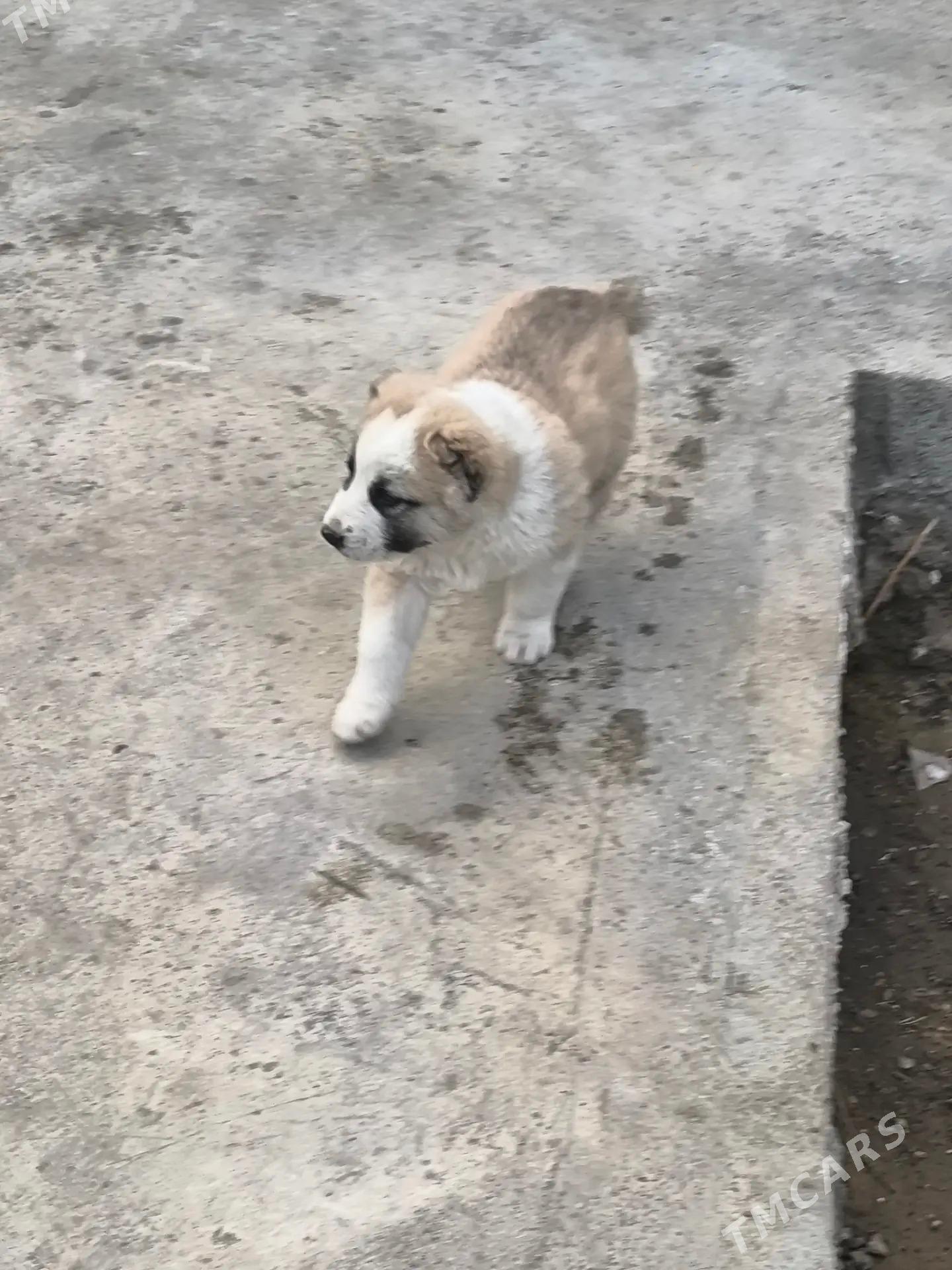 Satlyk Turkmen it - Çoganly - img 1