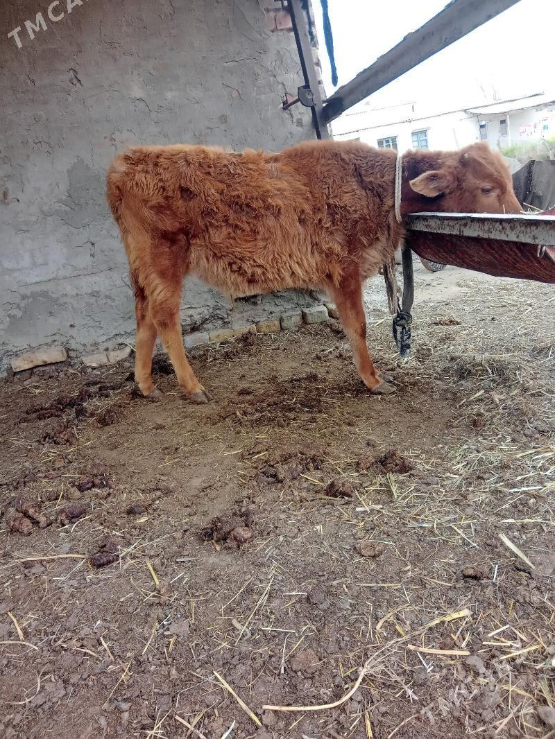 tohum okuz - Baýramaly - img 1