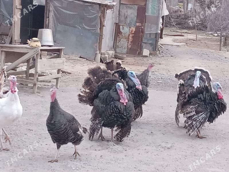 induk - Бузмеин - img 1