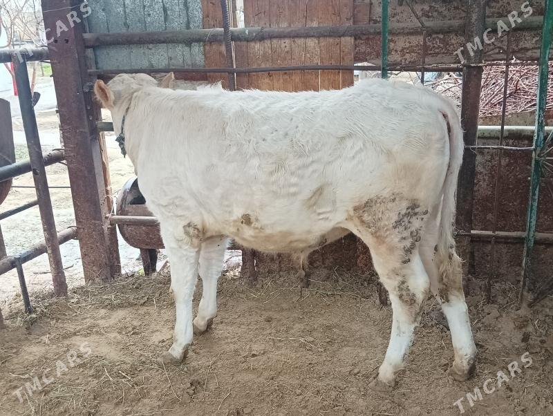 Öküz - Бузмеин - img 1