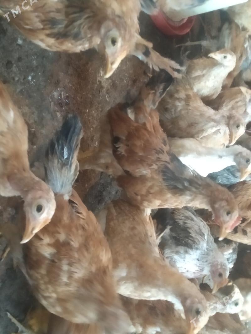 juyje - Бахарден - img 1