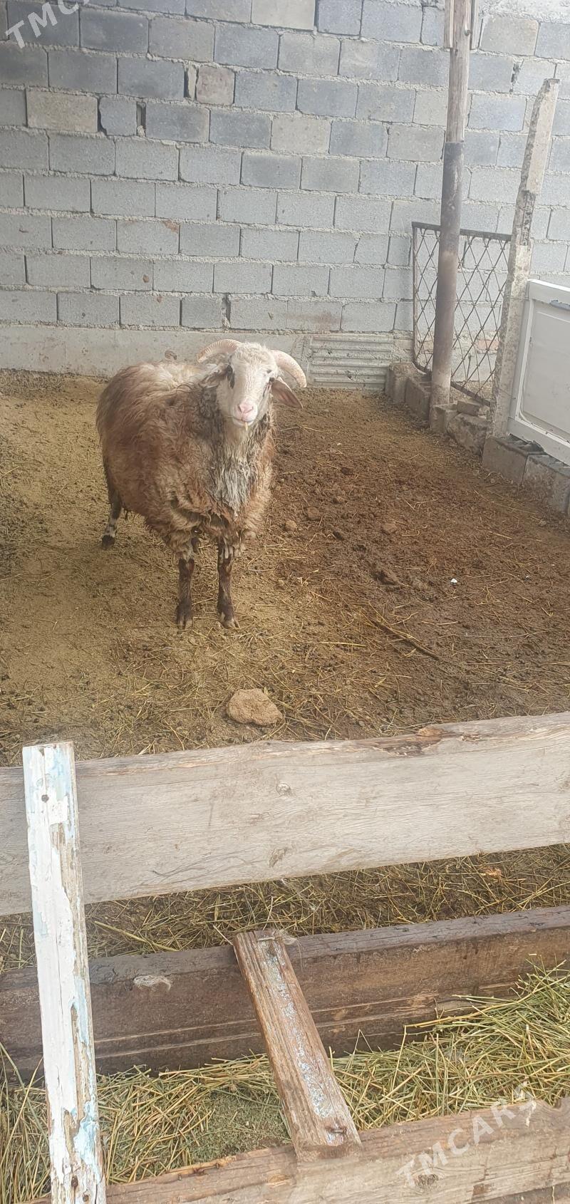 merenos goç... - Гёкдепе - img 1