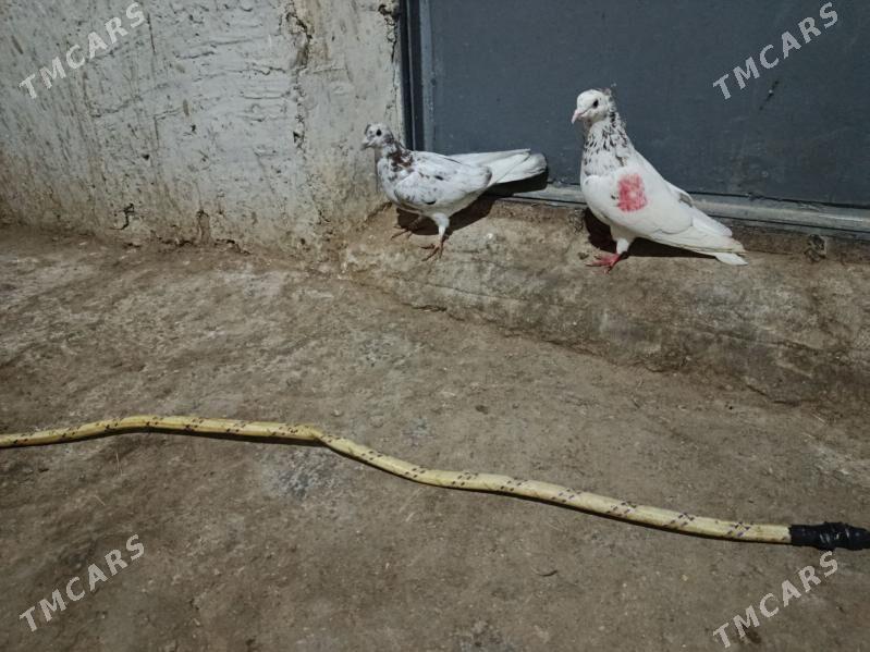 kepderi. - Гызыларбат - img 1