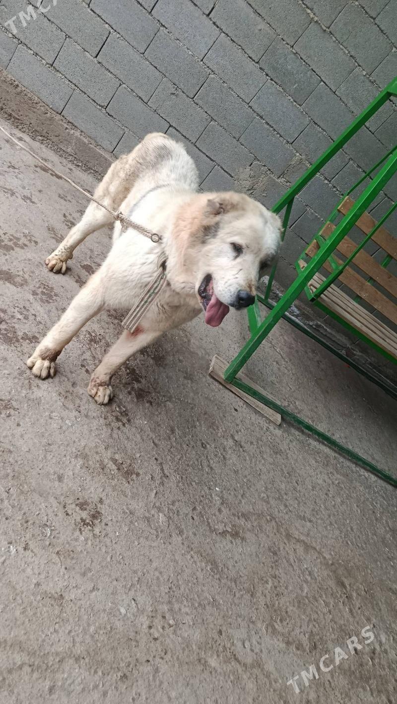 alabay - Şabat etr. - img 1