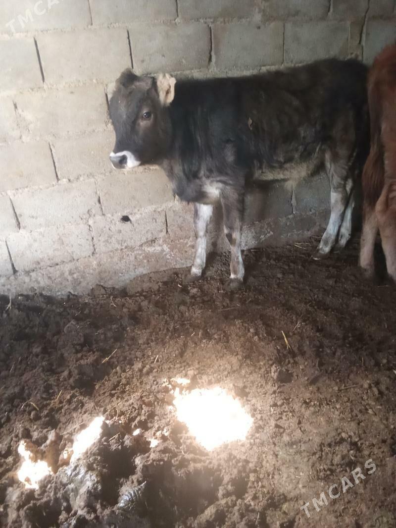 2 öküz - Büzmeýin - img 1