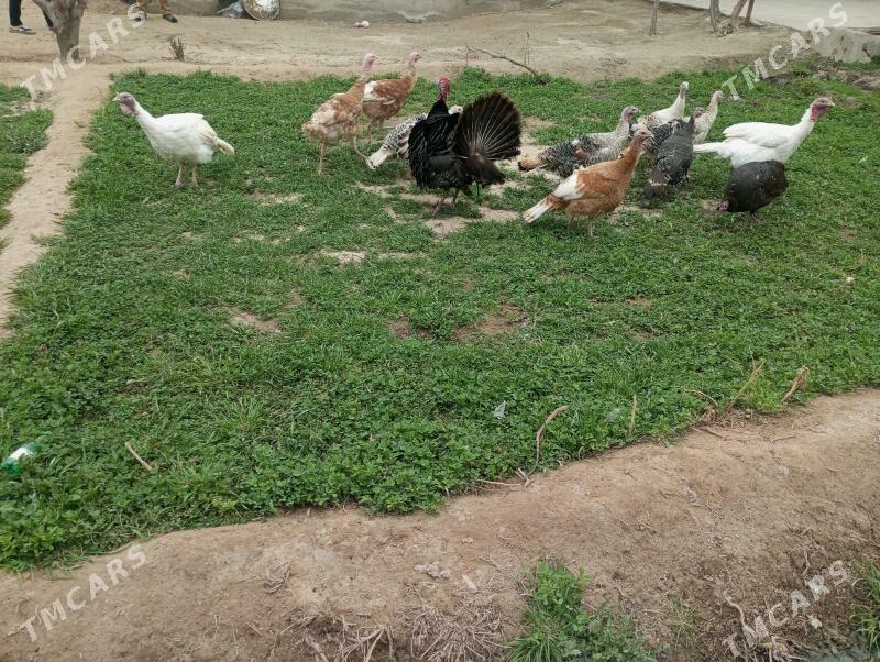 самиз матка индуклар - Türkmenabat - img 1