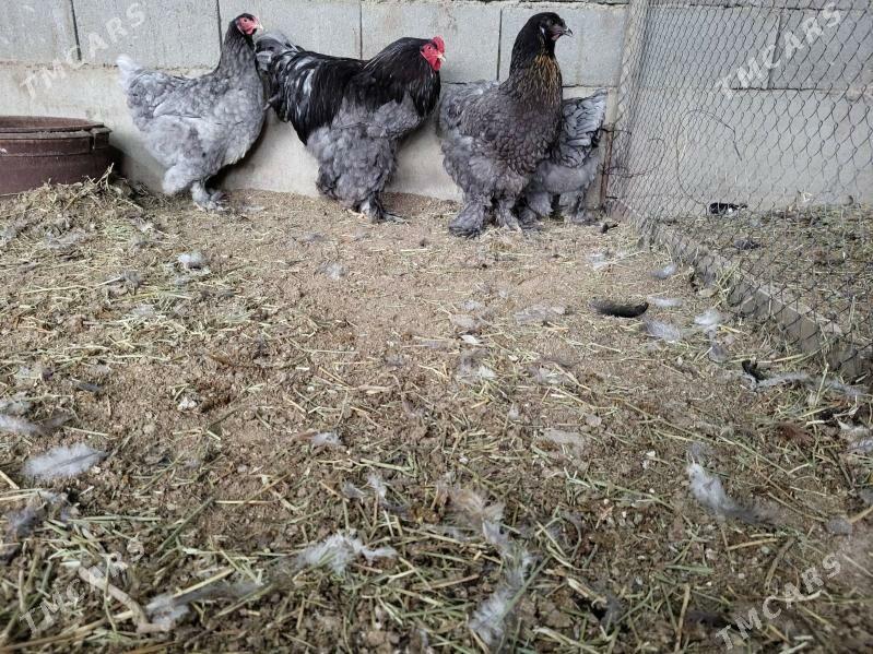 brama - Gökdepe - img 1