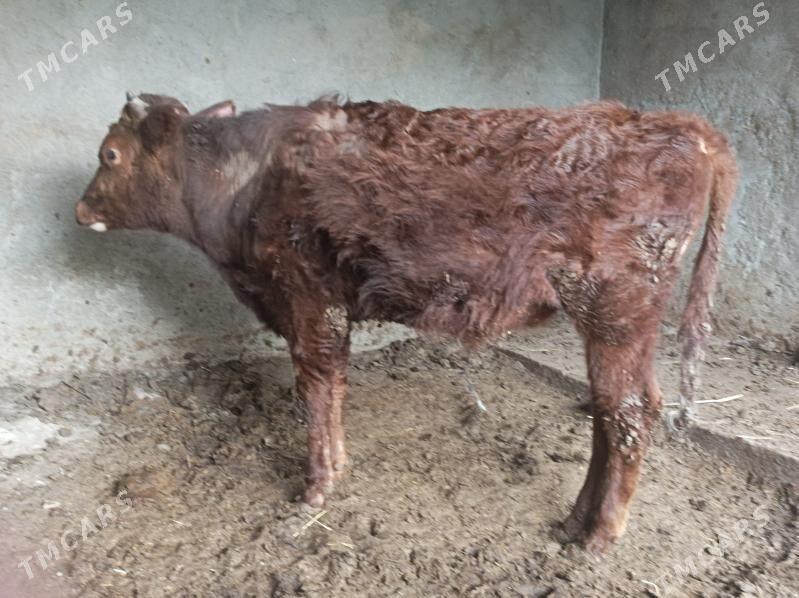 okuz - Bagyr - img 1