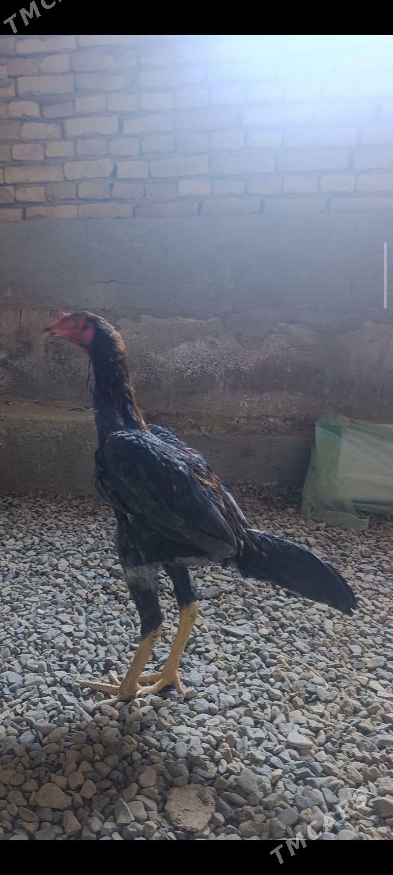 bayes horaz juyje - Baýramaly - img 1