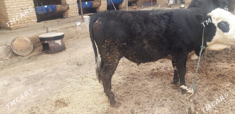 семиз митис окуз - Çärjew - img 1