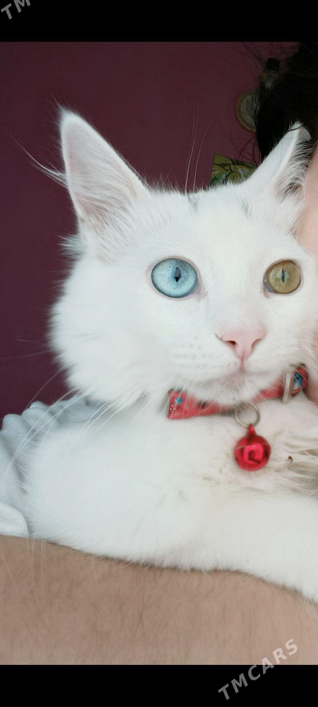 кошки - Türkmenbaşy - img 1