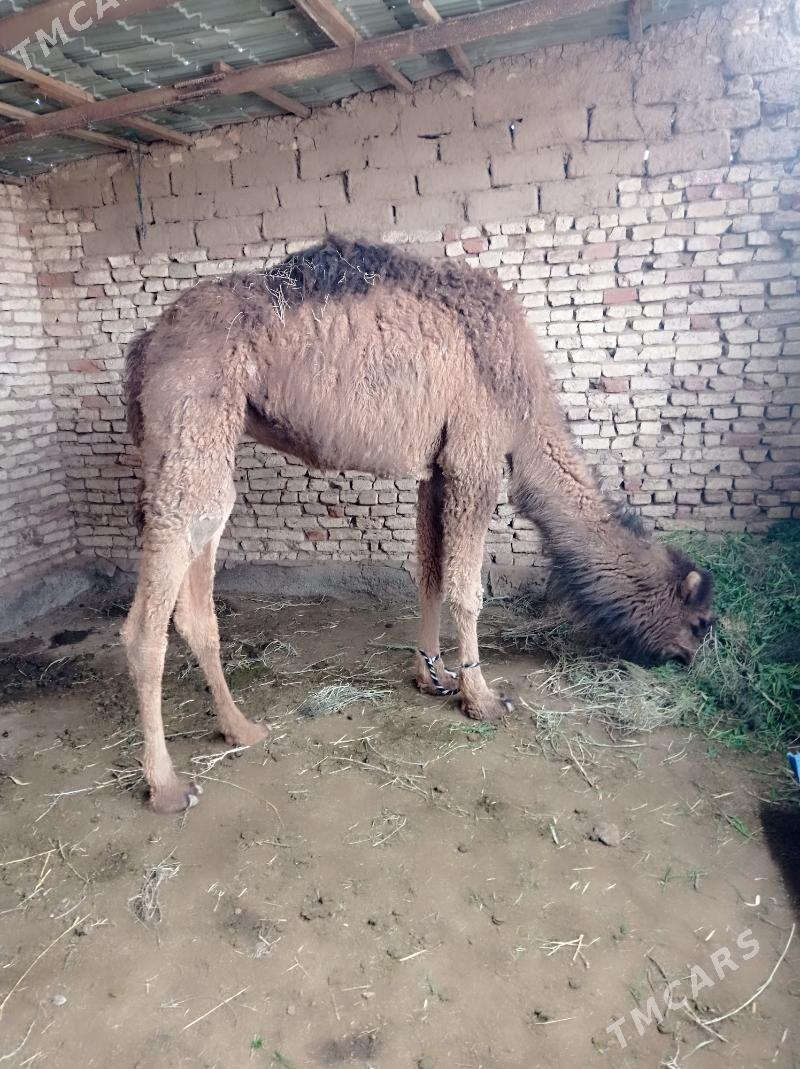 gaýalyk - Теджен - img 1