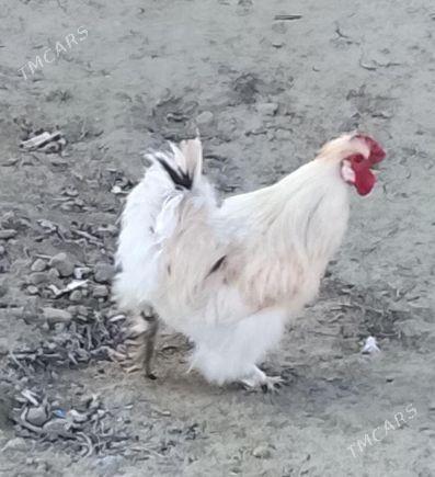 towsan tuy karlik - Кипджак - img 1