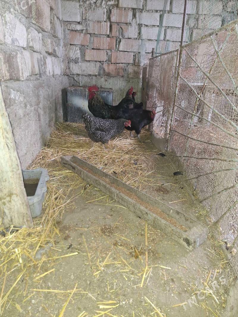 Ataks domınant towuk - Гумдаг - img 1