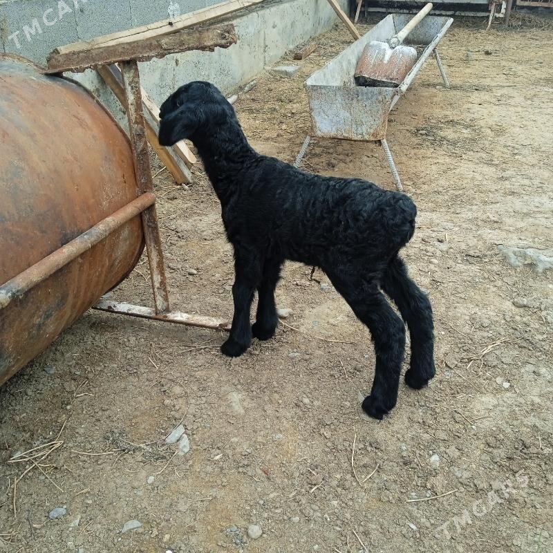 Gisar guzylar - Бахарден - img 1