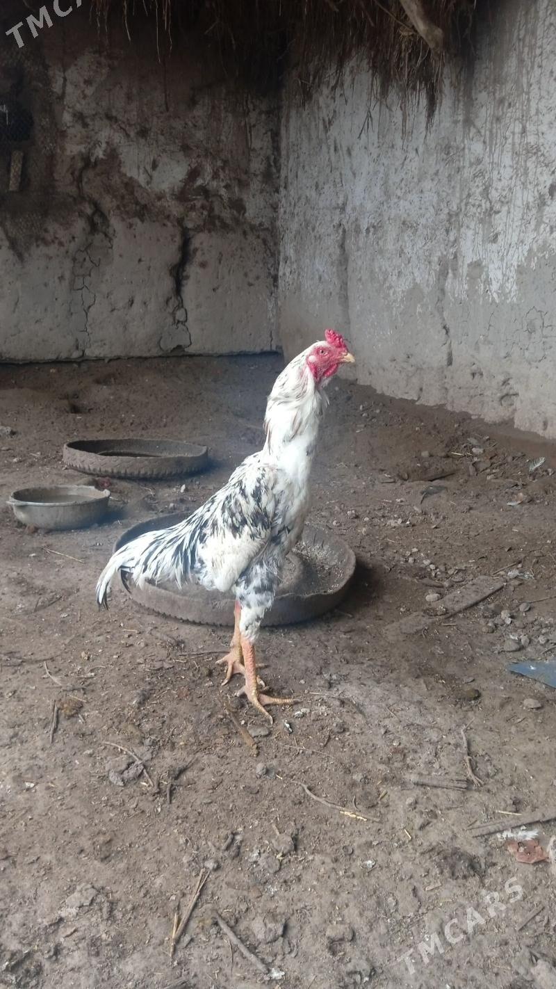 Horaz - Daşoguz - img 1