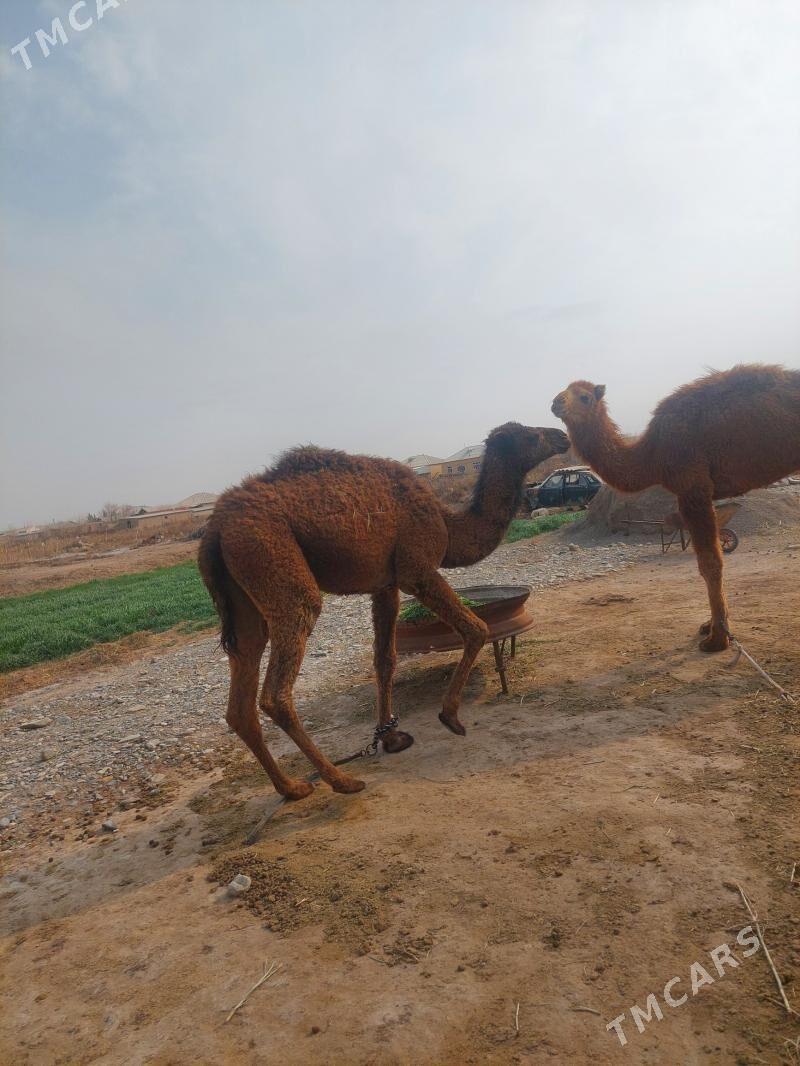 Owşuk - Теджен - img 1