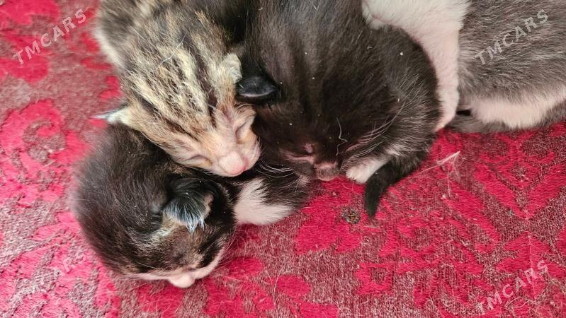 котятки - Aşgabat - img 1