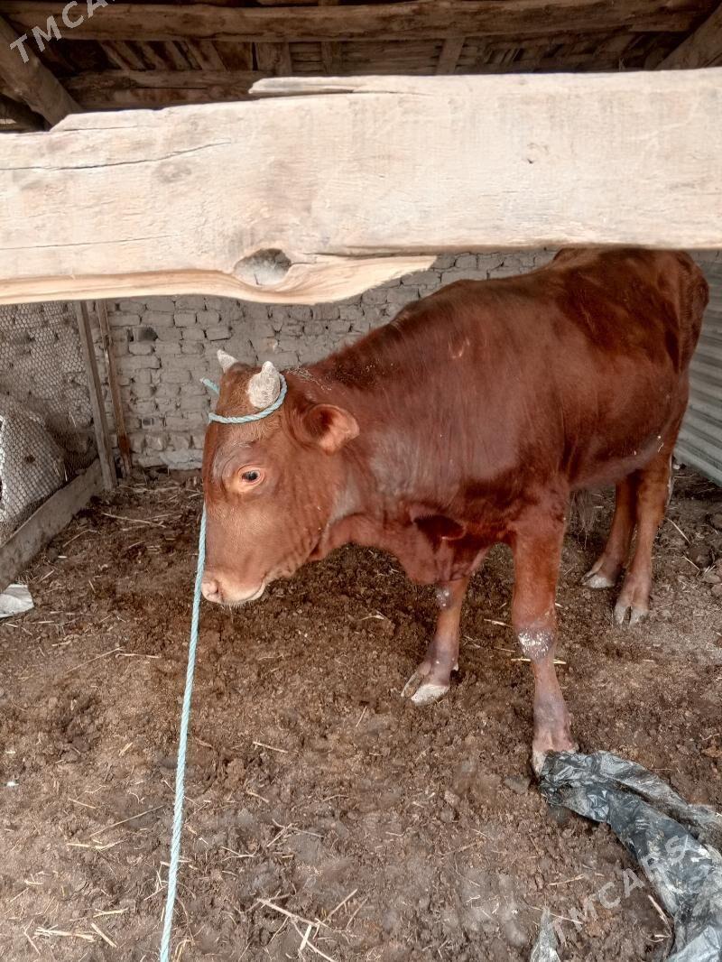 okuz - Чарджоу - img 1