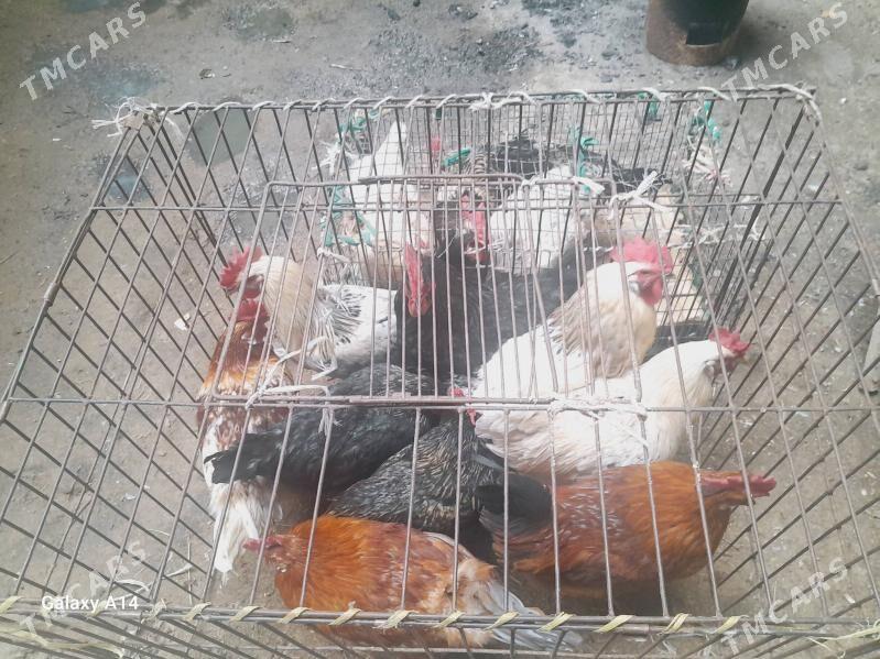 horaz - Türkmenabat - img 1